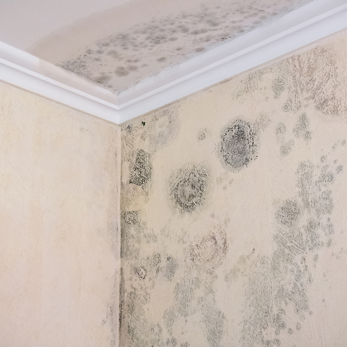 Lebensmittel, Pflanzenerde, Feuchträume, Fuge, Pilz, pelzig, flauschig, Belag, Allergie, Asthma, Vergleich, Gelber Schimmel, Mangel, Hygiene, Ecke, Polster, Baumwollstoffe, Mensch, Roter Schimmel, zellulosehaltig, Papiertapete