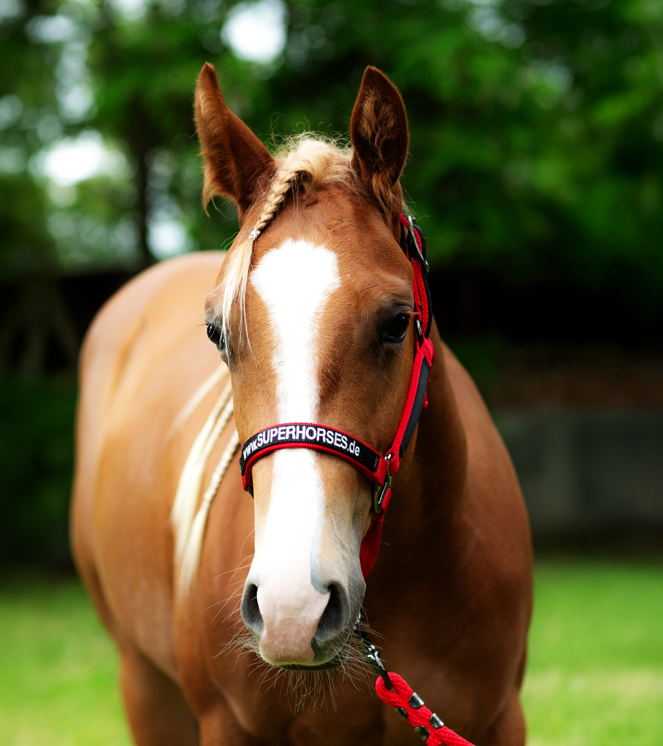 ,Pferd, ideal, gut, bemuskelt, kompakt, wendig, stark, Nerven, Sensibilität, hohe, Tempo, gelassen, hinnehmen, heftig, Körperbau, Temperament, grundsätzlich, Pferderasse, Reiningsport, Westernpferderasse