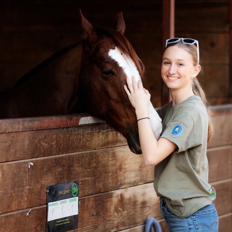 Aufgabe, Abfolge, Manöver, Elemente, Reining-Patterns, Zirkel, Galopp-Zirkel, linksherum, rechtsherum, Reihenfolge, Geschwindigkeitsunterschied, Größenunterschied, deutlich, Hilfegebung, erkennbar, Zügelwirkung, Umstand, Hilfe